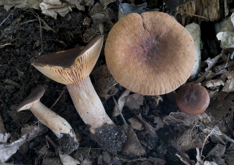 Lactarius subumbonatus